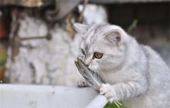 è������β���ȳ�������ô������